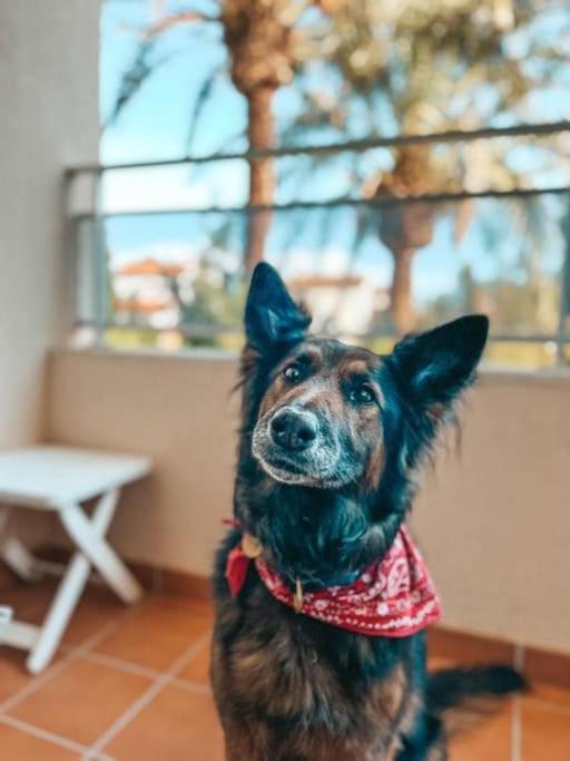 Klimatyczny Loft I Egzotyczny Basen Apartment Benalmádena Exterior foto